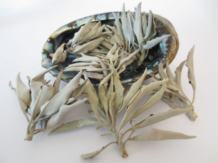 Muszla Abalone Duża Ezoteryka Biała Szałwia.jpg